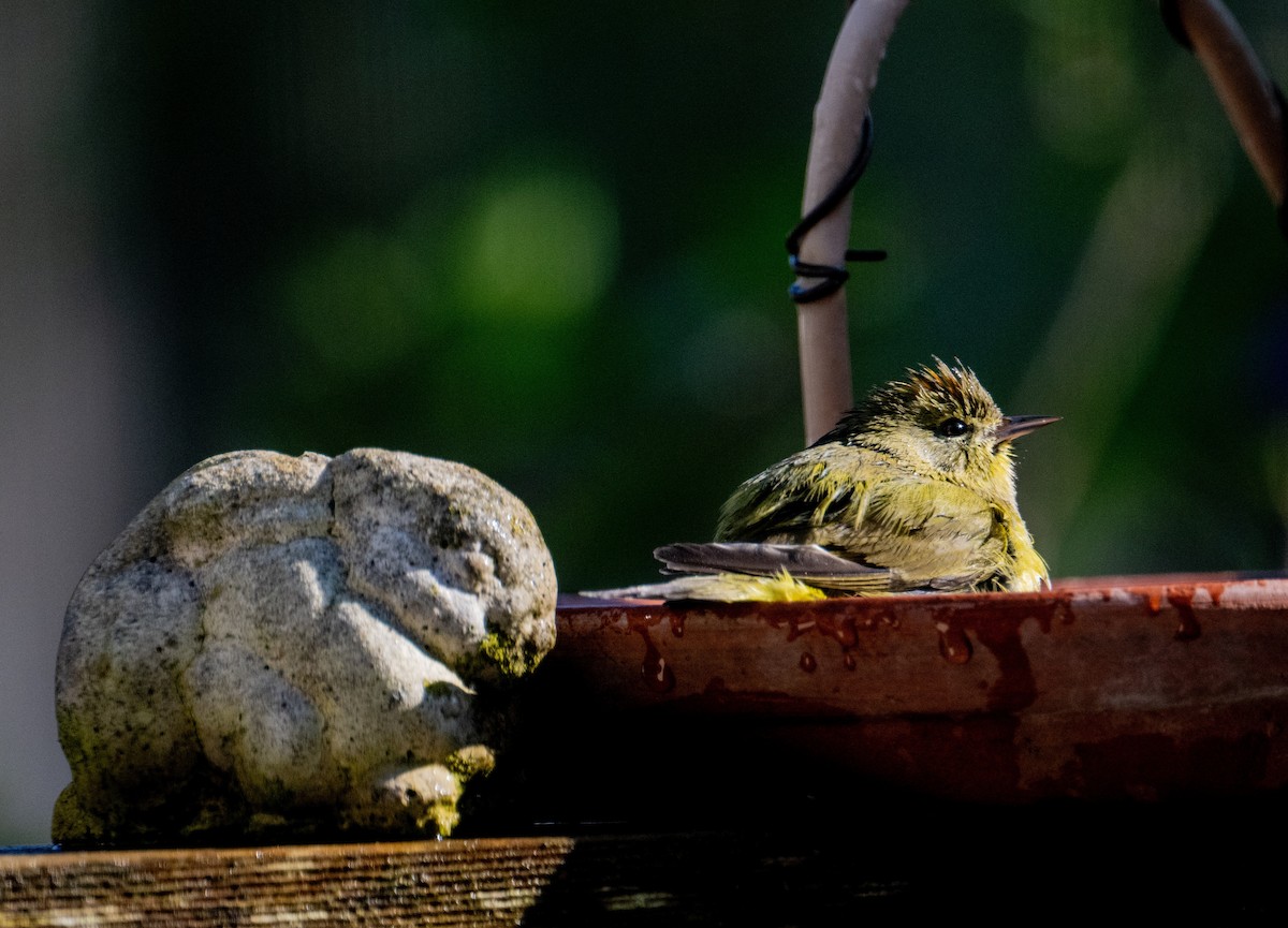 Orange-crowned Warbler - ML646611453