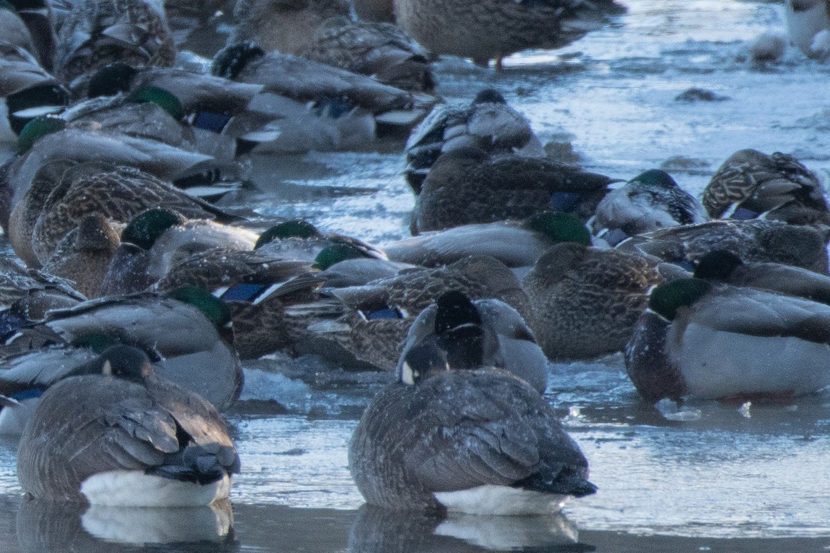 Ahate iluna - ML646611454