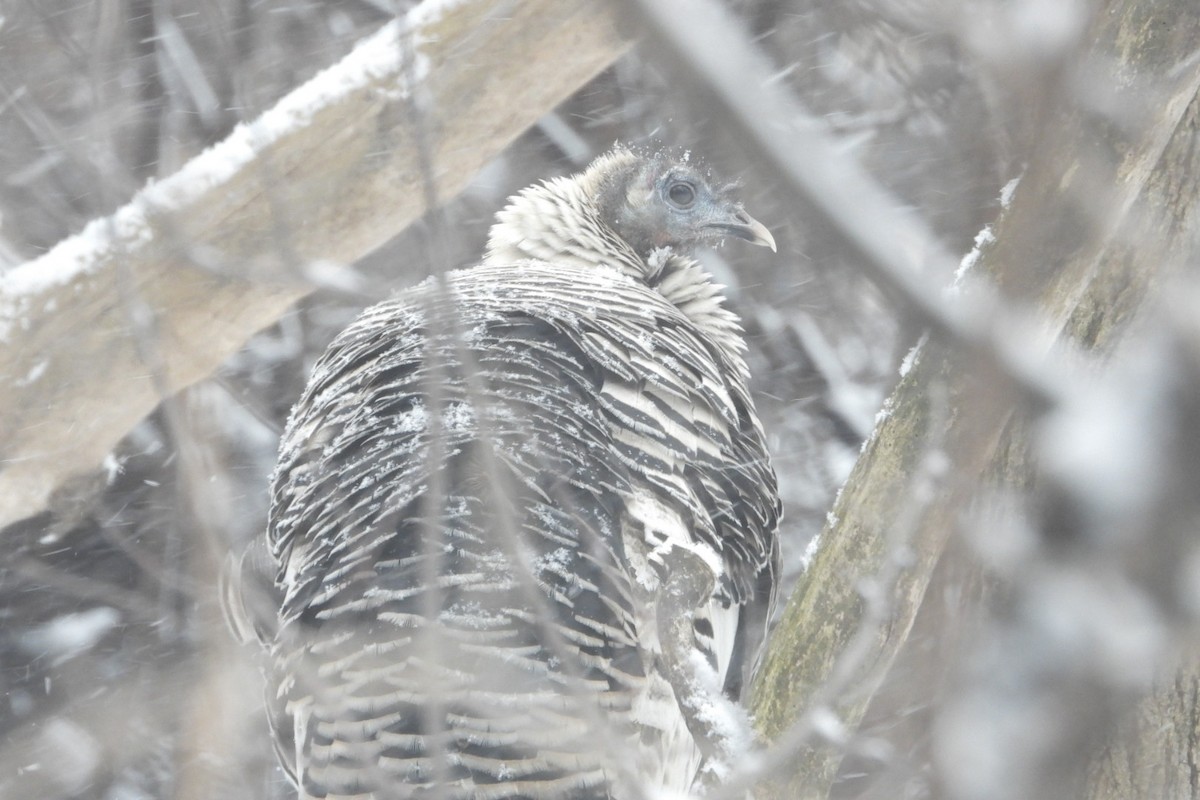 シチメンチョウ - ML646611457