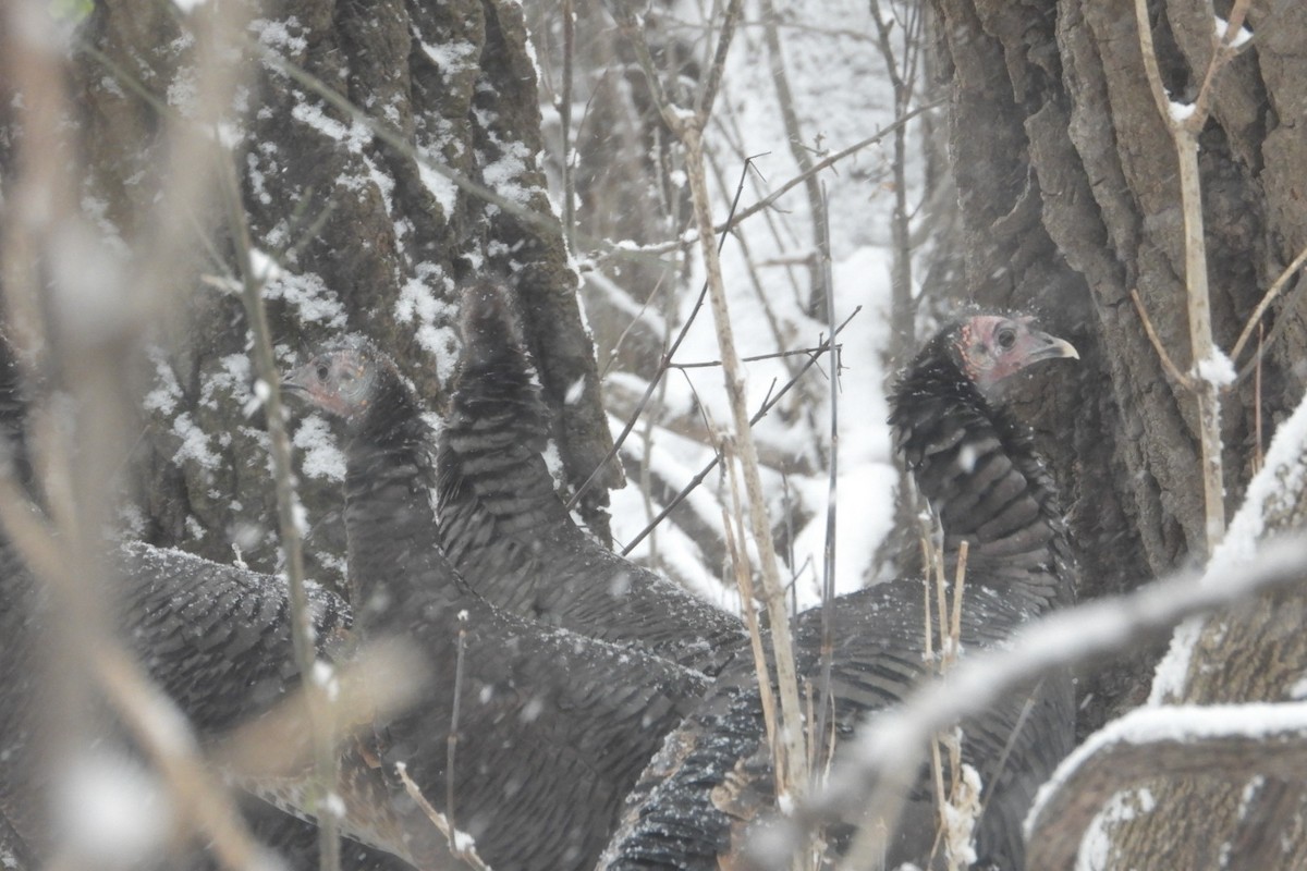 Wild Turkey - ML646611458