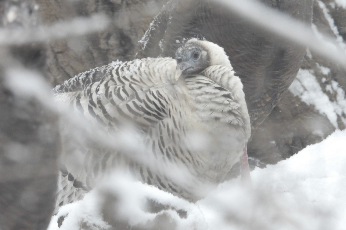 シチメンチョウ - ML646611459