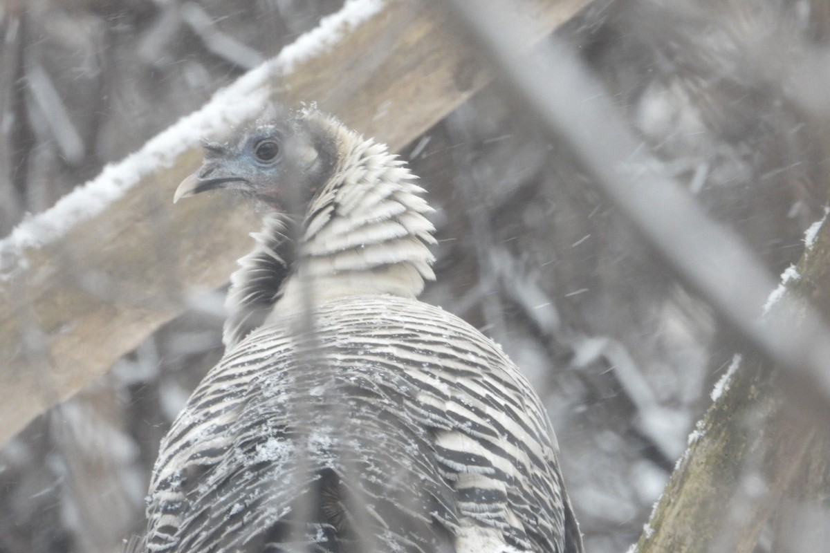 Wild Turkey - ML646611460