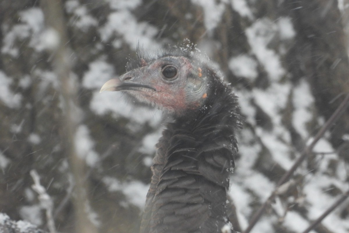 Wild Turkey - ML646611461