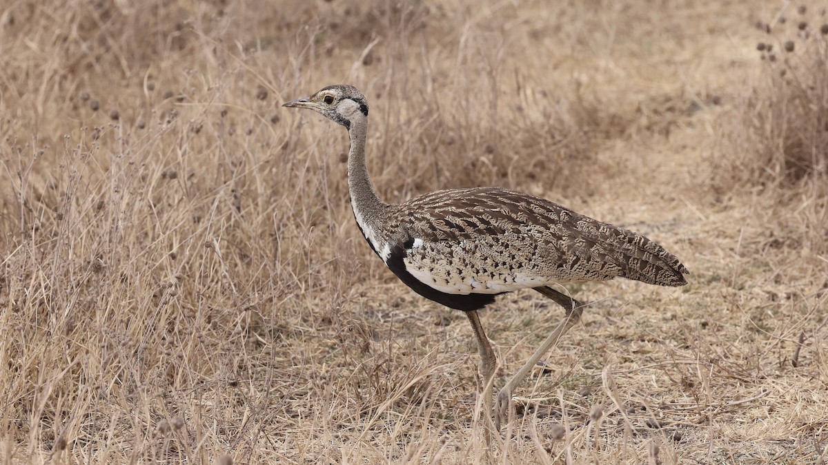 Black-bellied Bustard - ML646611463