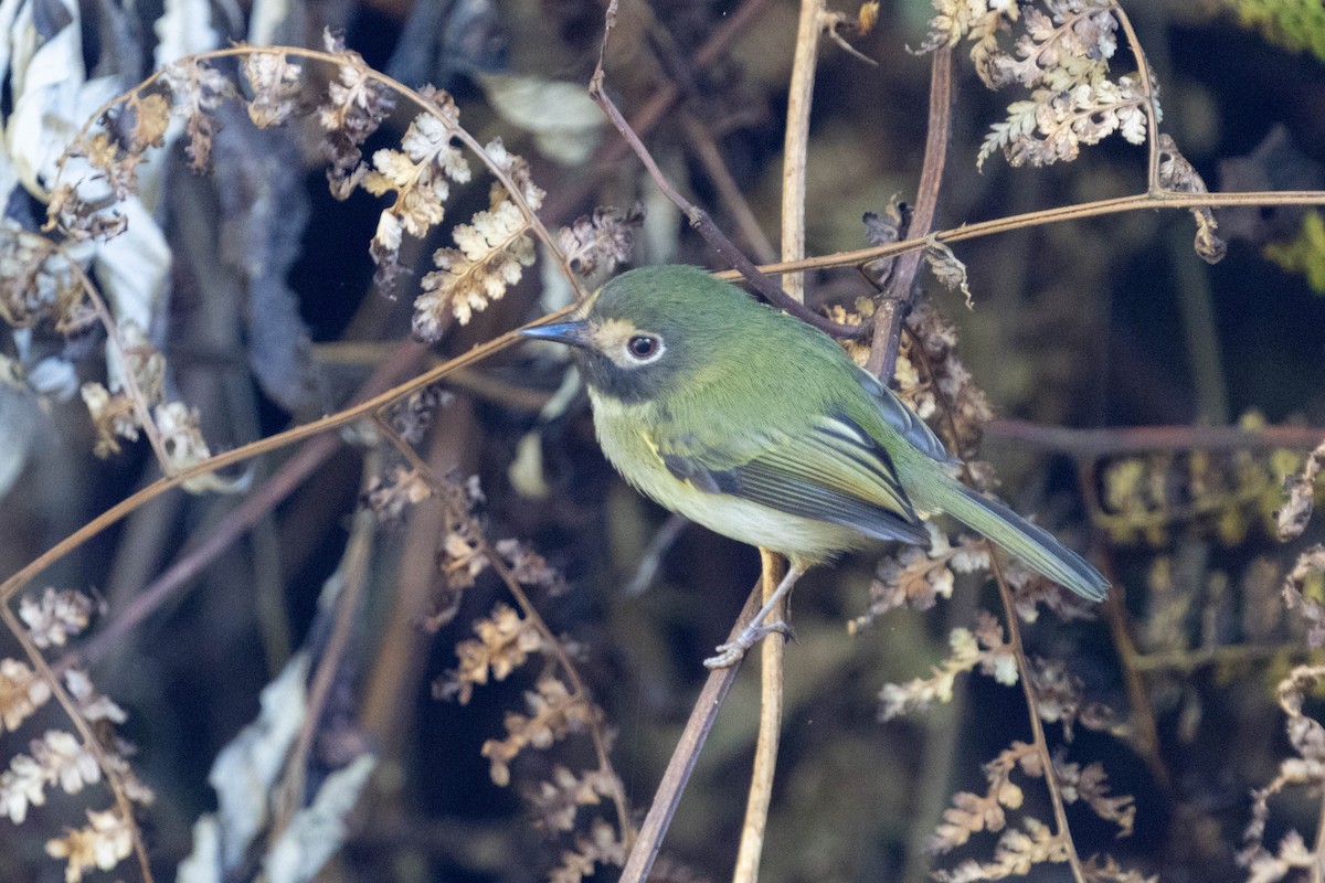 Black-throated Tody-Tyrant - ML646611464
