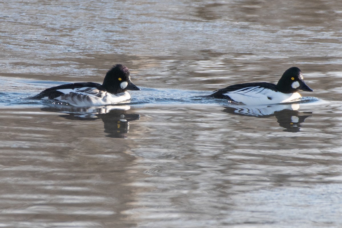 Common Goldeneye - ML646611465