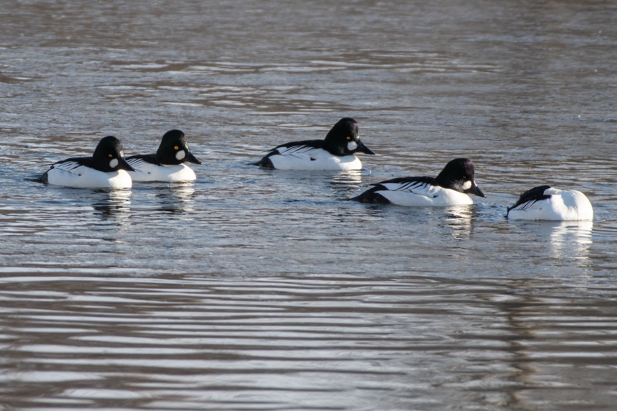 Common Goldeneye - ML646611466