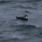 Macreuse à front blanc - ML646611467