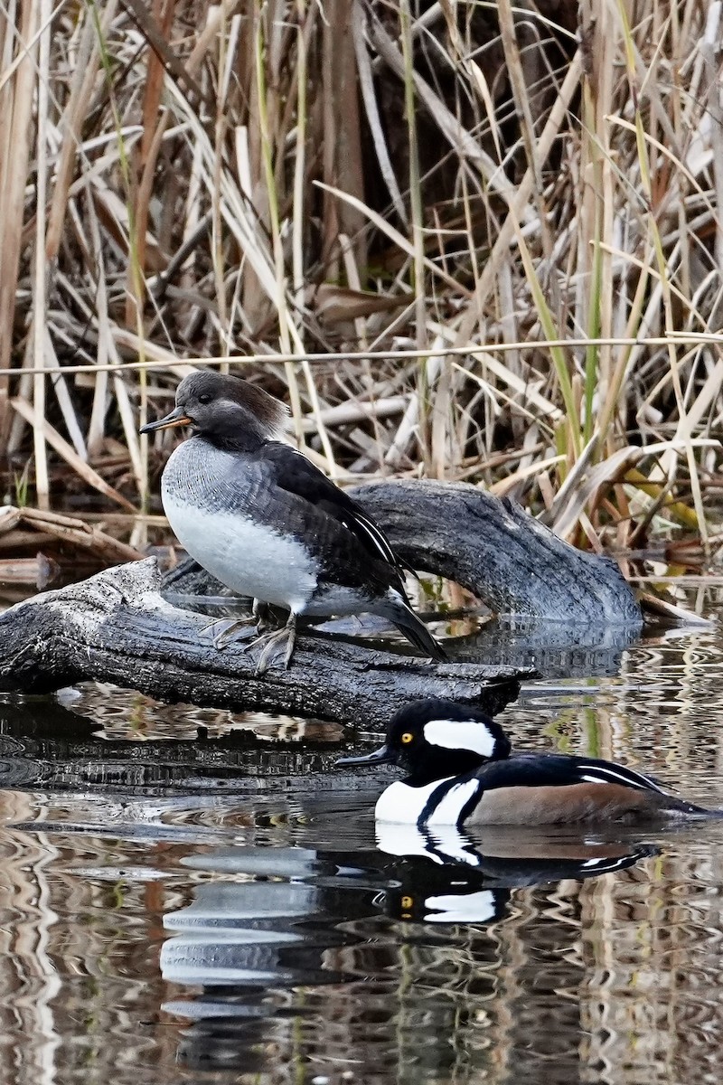 Hooded Merganser - ML646611468