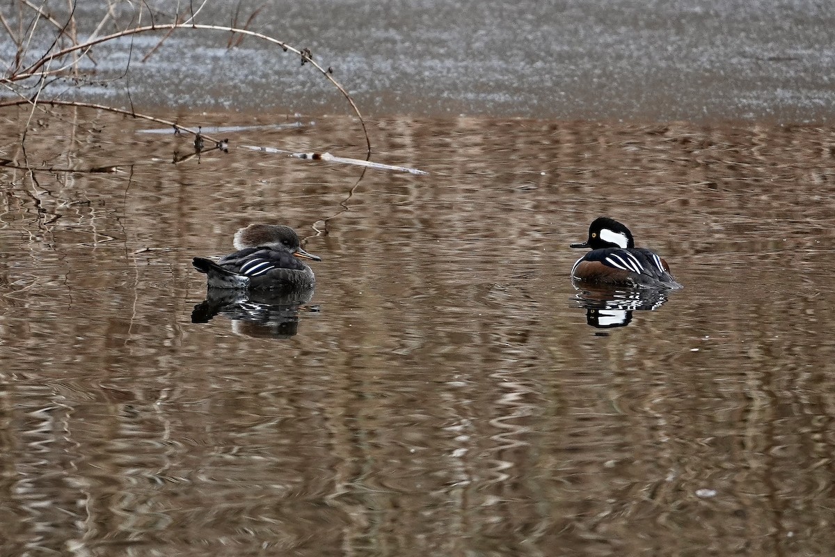 Hooded Merganser - ML646611469