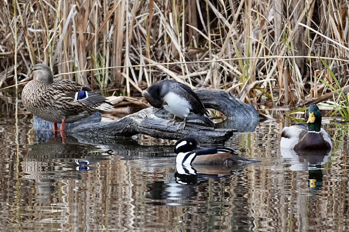Hooded Merganser - ML646611470