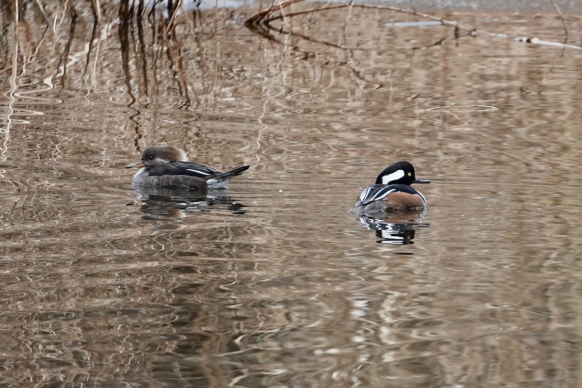 Hooded Merganser - ML646611471