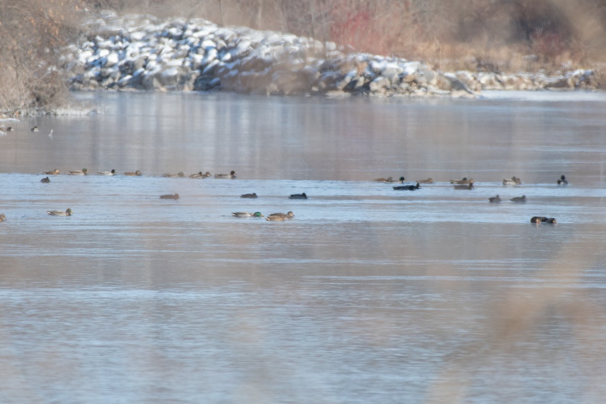 Mallard - ML646611473