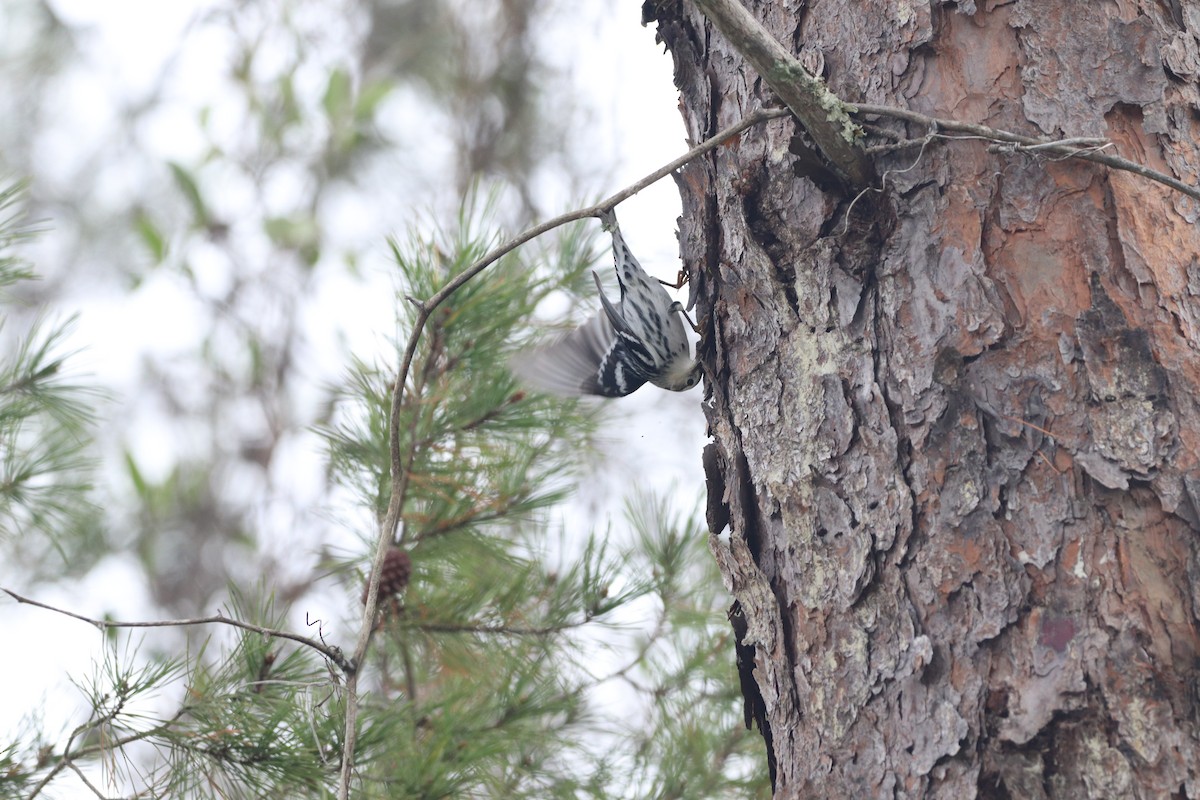 Black-and-white Warbler - ML646611475