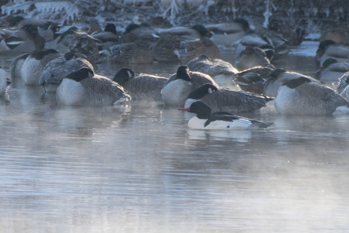Common Merganser (North American) - ML646611476