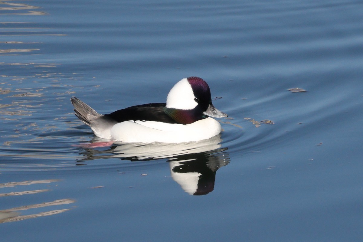 ヒメハジロ - ML646611477