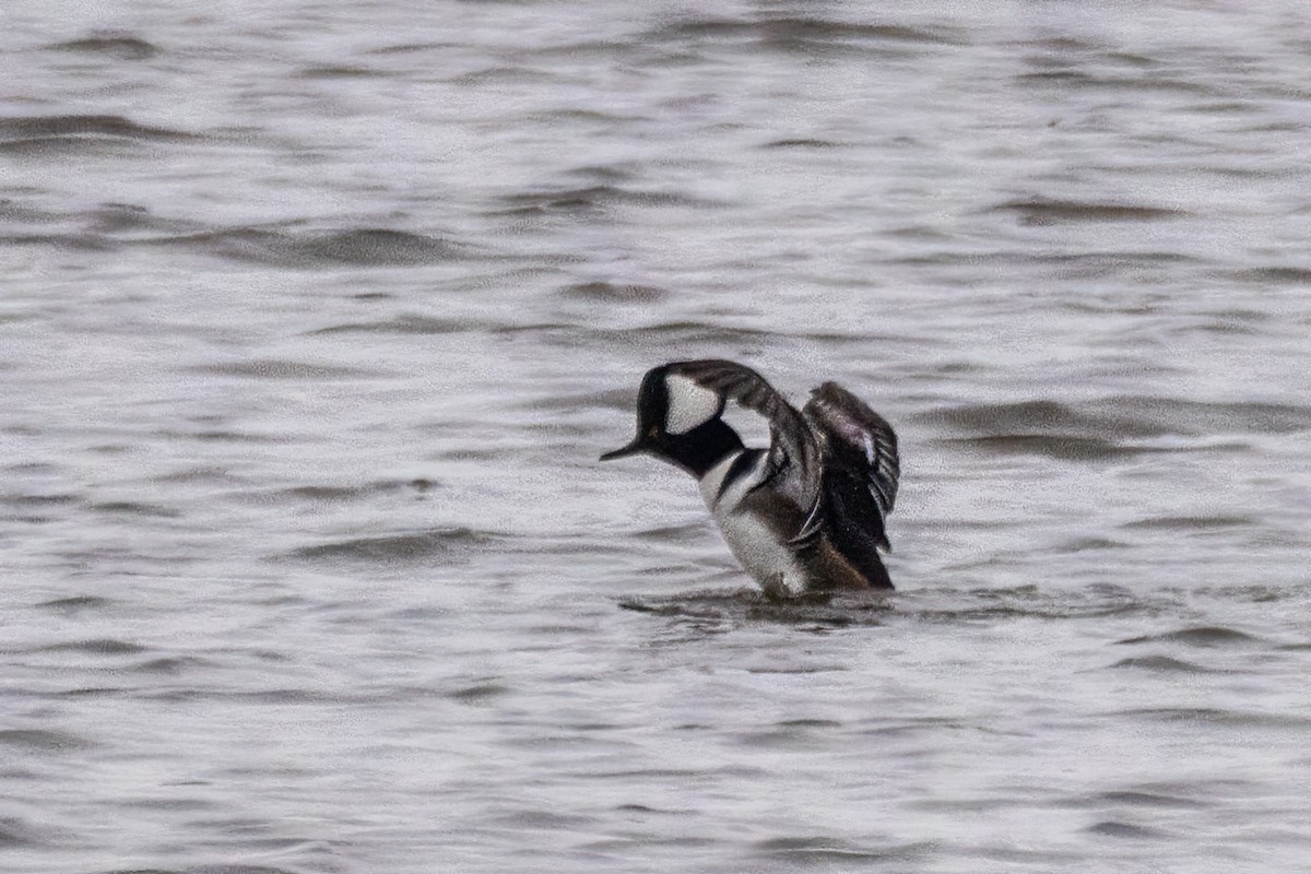 Başlıklı Tarakdiş - ML646611478