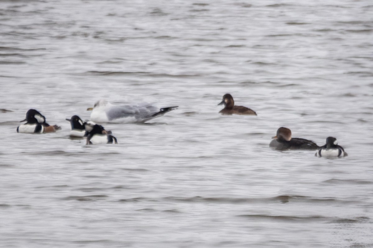 Başlıklı Tarakdiş - ML646611479