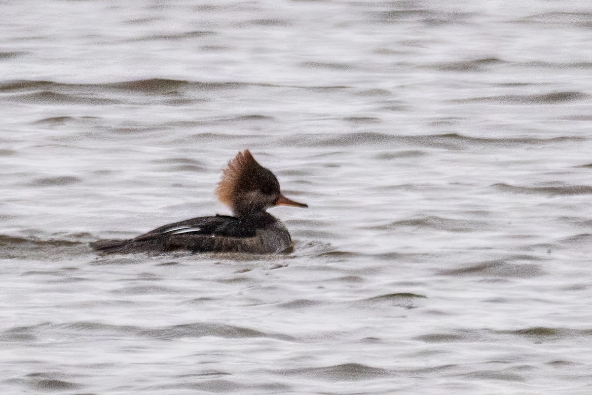 Başlıklı Tarakdiş - ML646611480