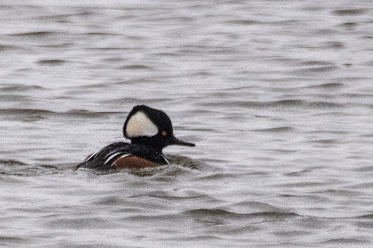 Başlıklı Tarakdiş - ML646611481