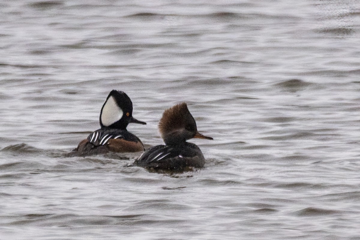 Başlıklı Tarakdiş - ML646611482