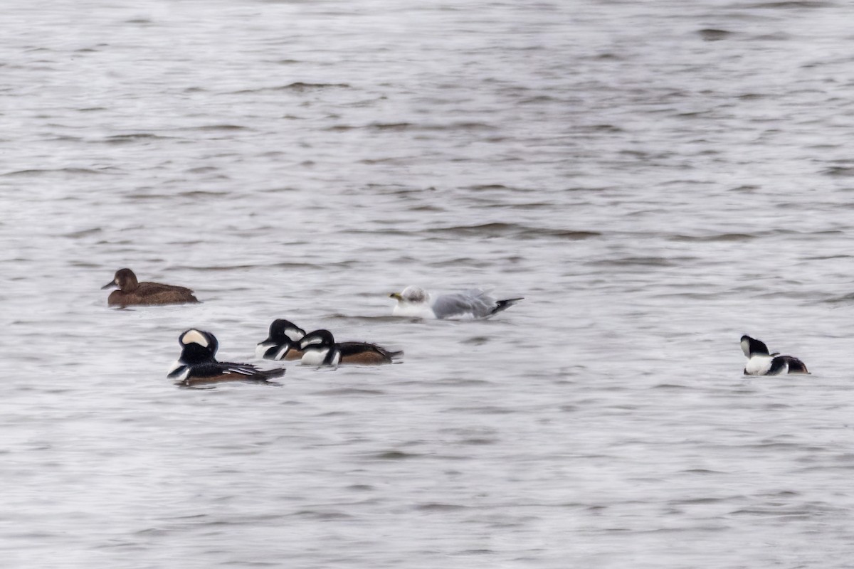 Başlıklı Tarakdiş - ML646611483