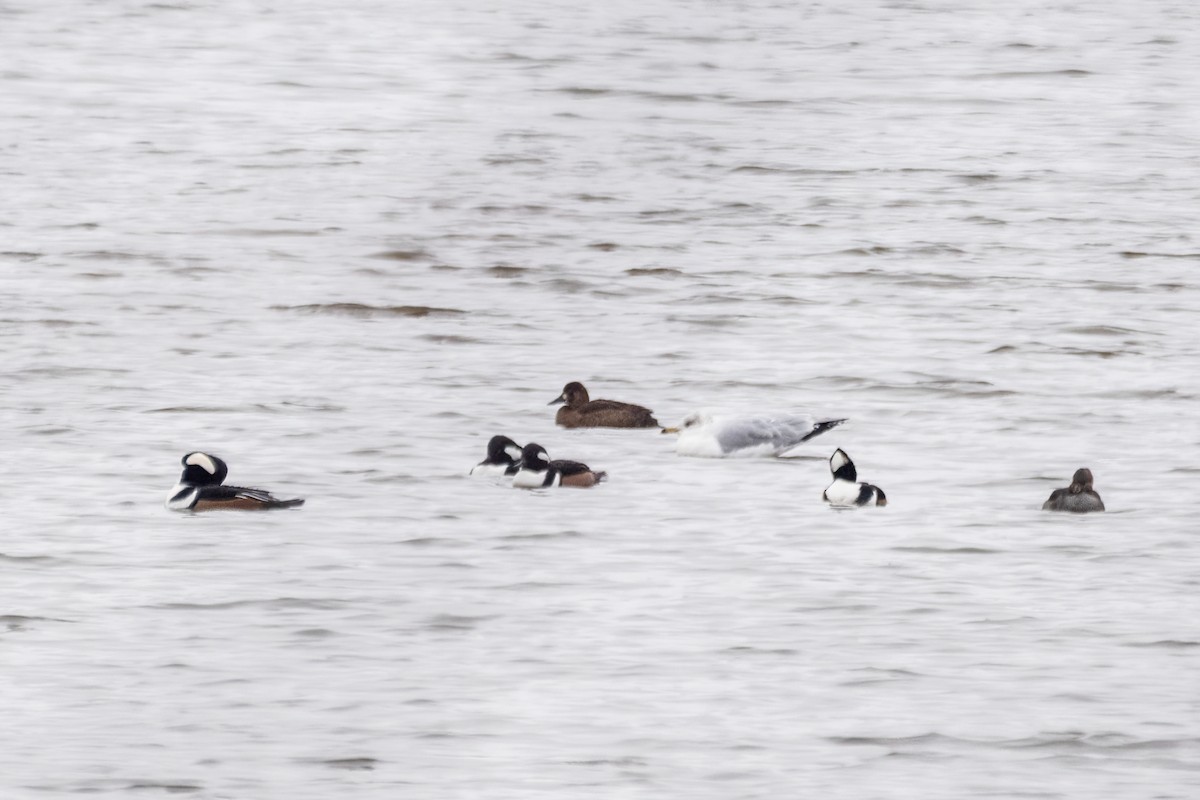 Başlıklı Tarakdiş - ML646611484