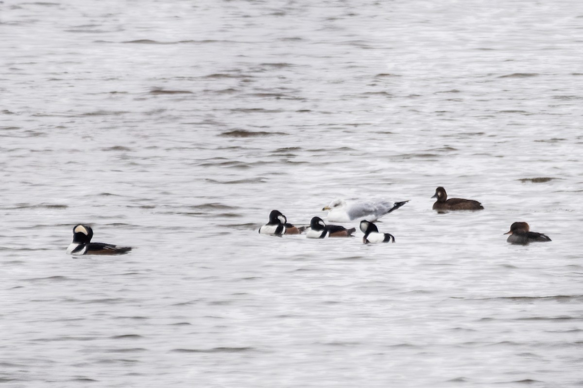 Başlıklı Tarakdiş - ML646611485