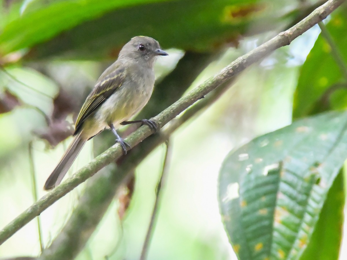 Yellow-crowned Elaenia - ML646611486