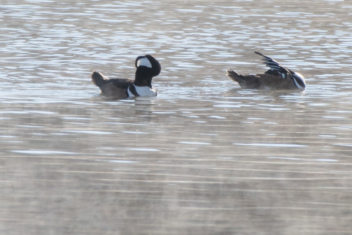 Hooded Merganser - ML646611487
