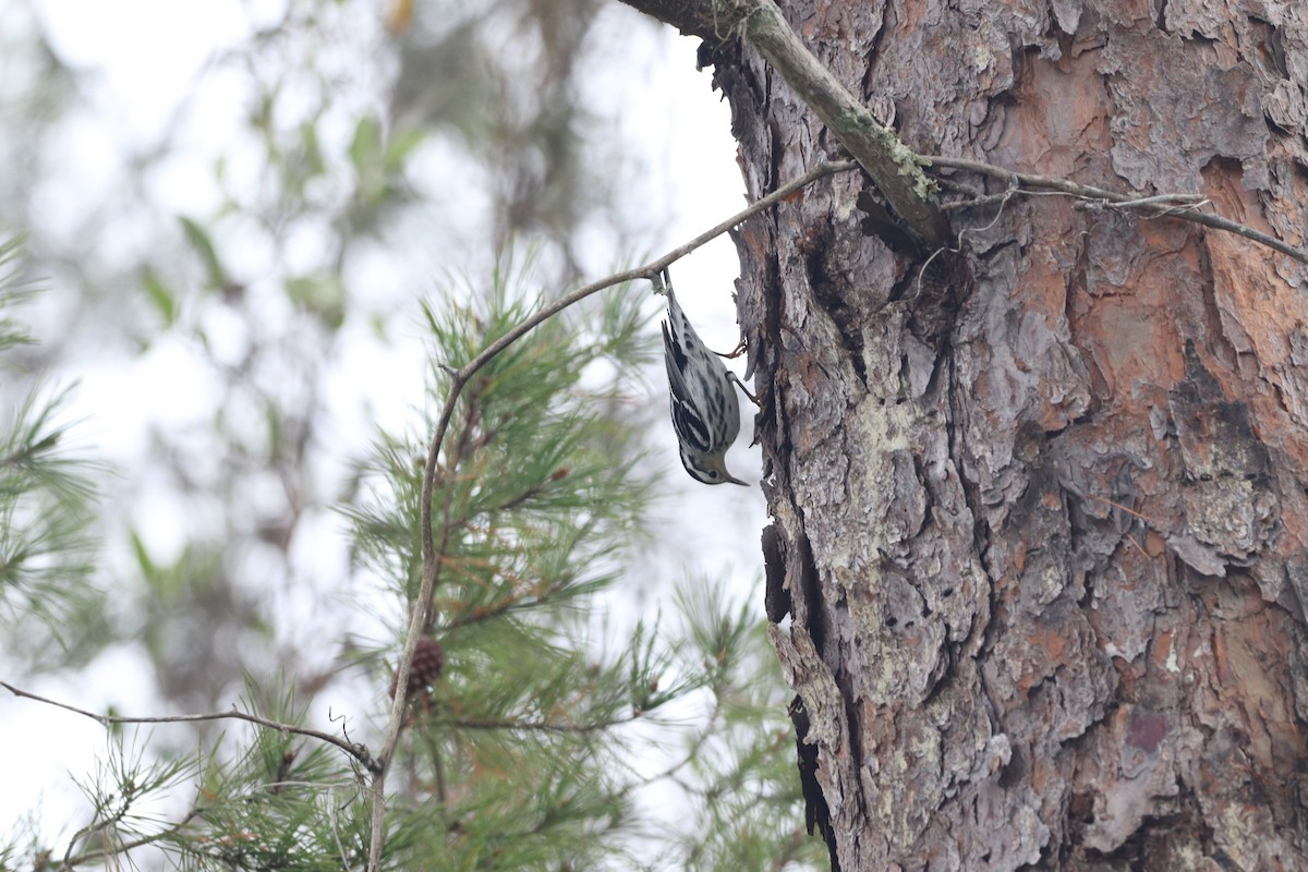 Black-and-white Warbler - ML646611488