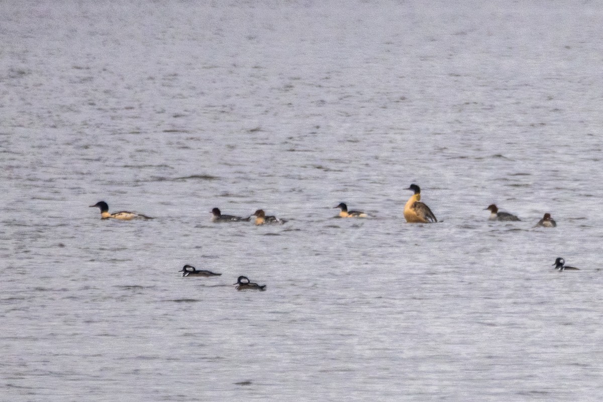 Büyük Tarakdiş - ML646611490