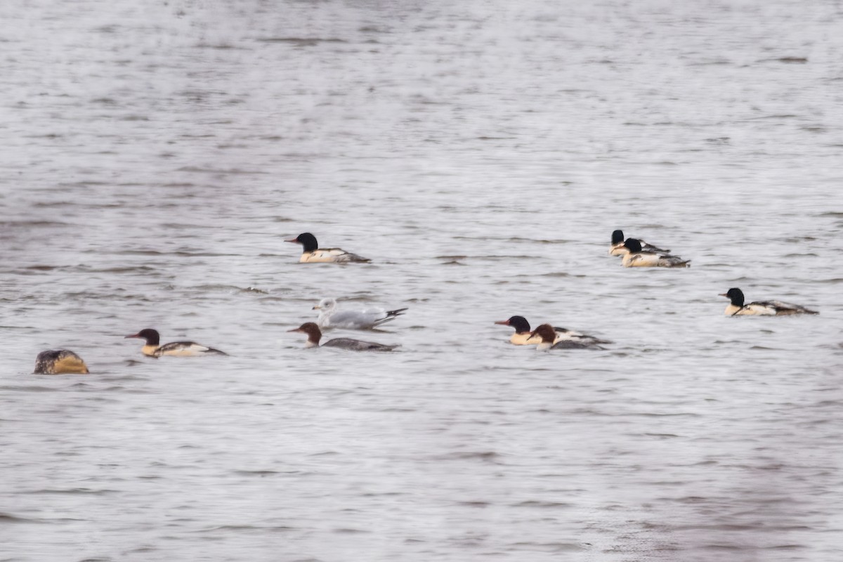 Büyük Tarakdiş - ML646611491