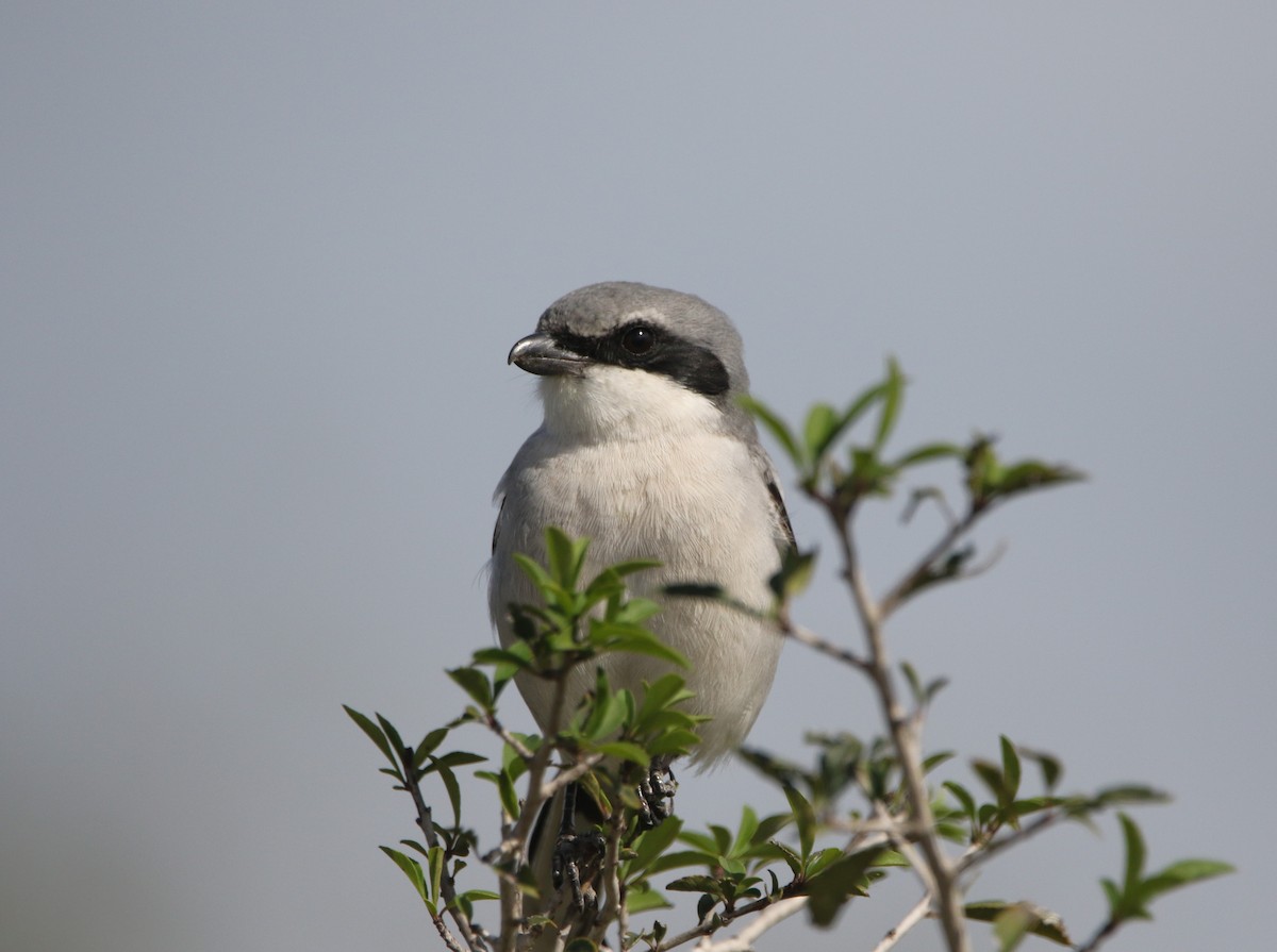 amerikavarsler - ML646611495