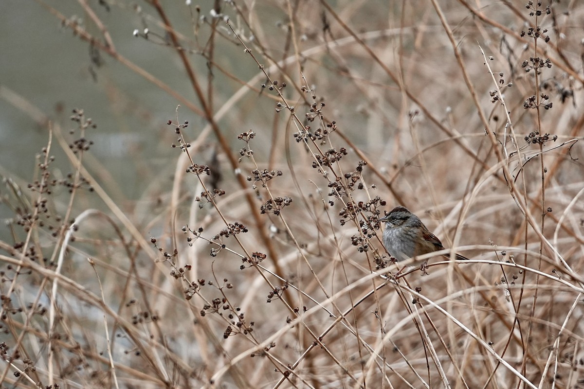 Bruant des marais - ML646611496