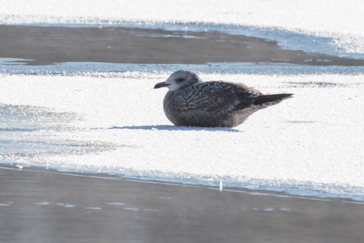American Herring Gull - ML646611498