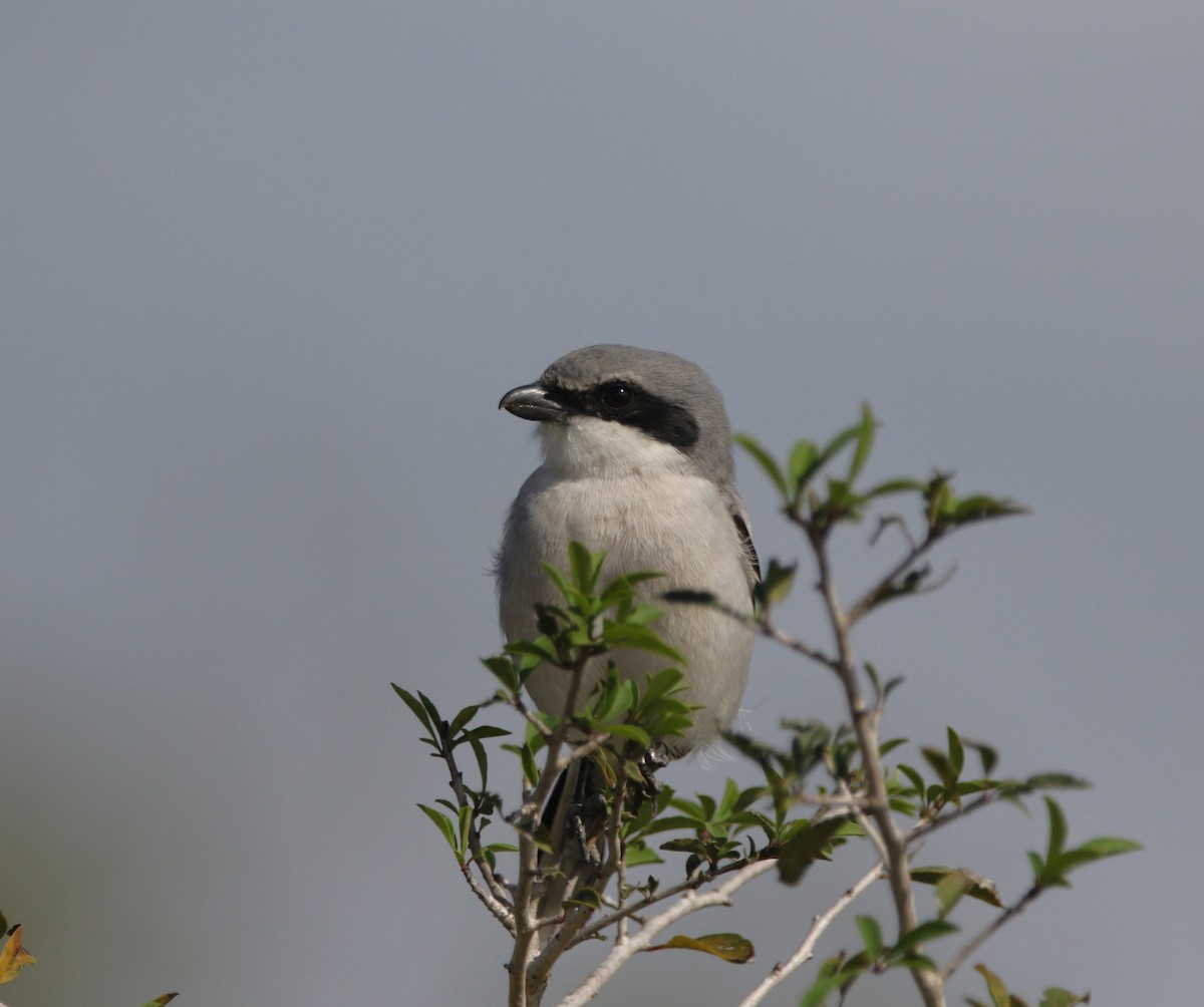 amerikavarsler - ML646611499