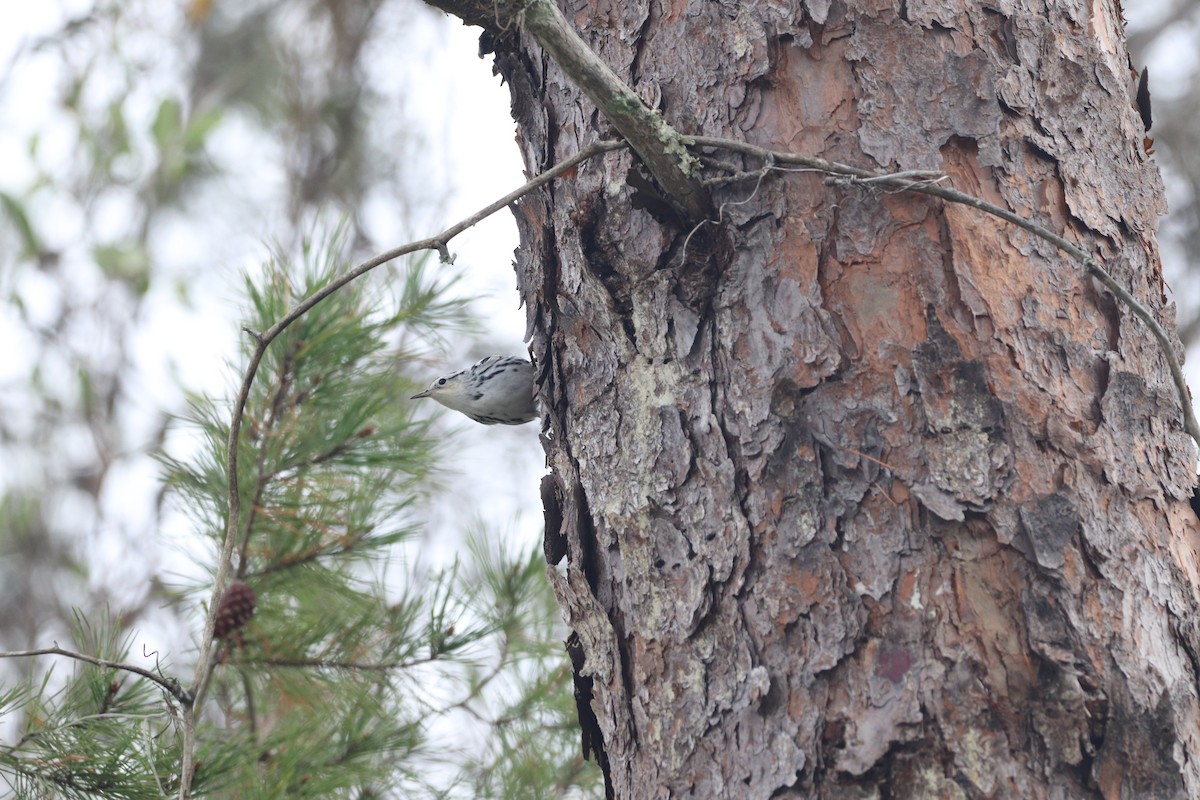 Black-and-white Warbler - ML646611500