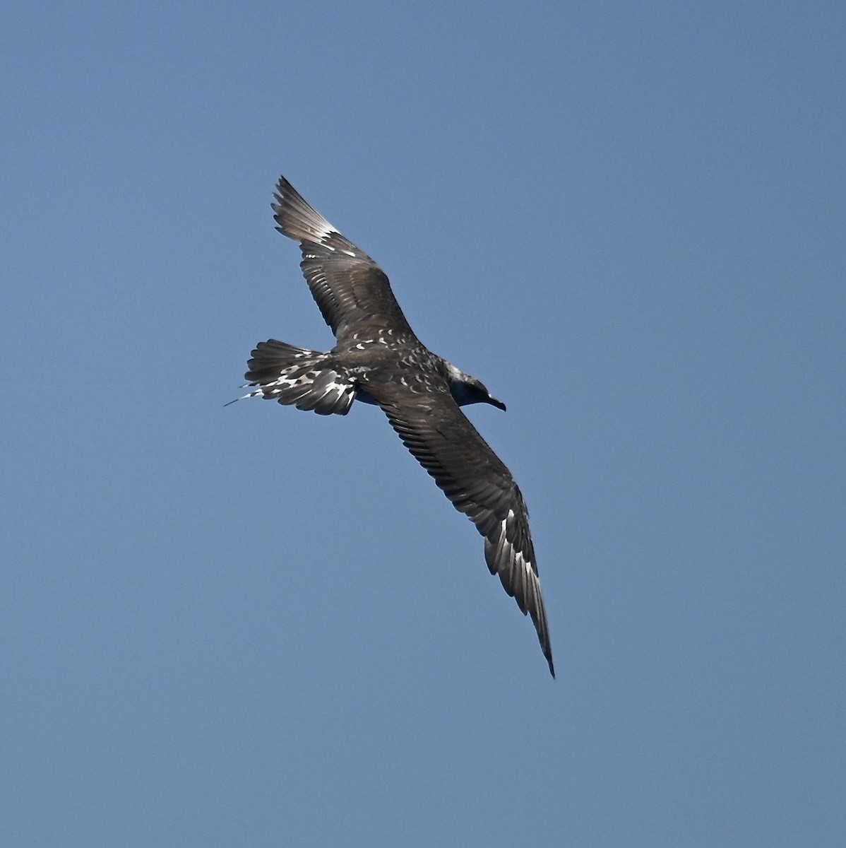 Págalo Parásito - ML646611501