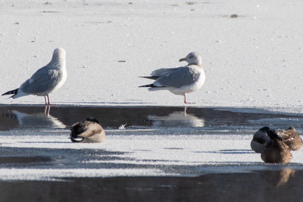 American Herring Gull - ML646611502