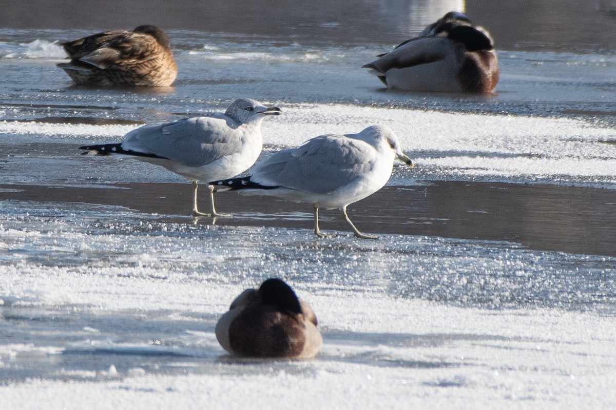 Ring-billed Gull - ML646611504