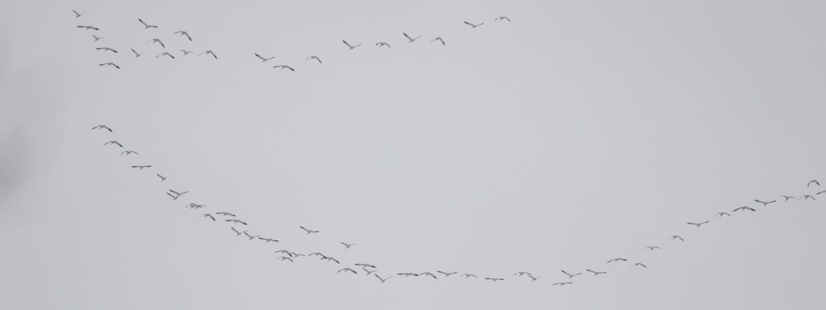 Snow Goose - ML646611505