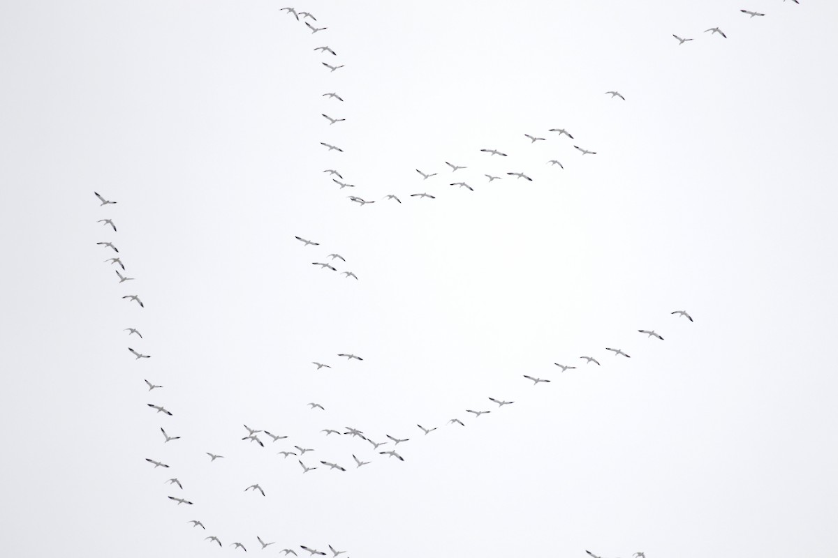 Snow Goose - ML646611506