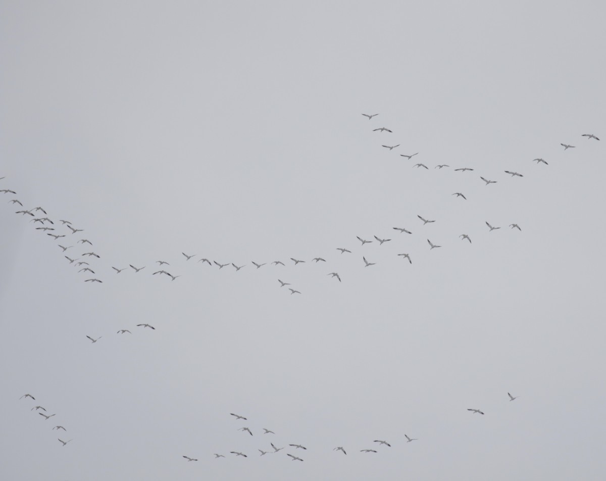 Snow Goose - ML646611507