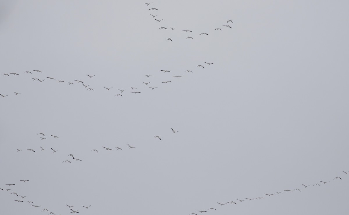 Snow Goose - ML646611508