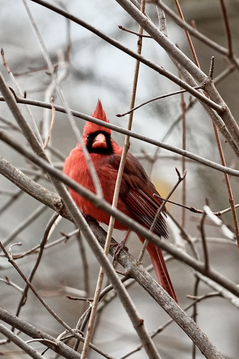Northern Cardinal - ML646611509