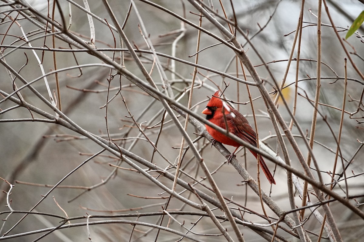 Northern Cardinal - ML646611510