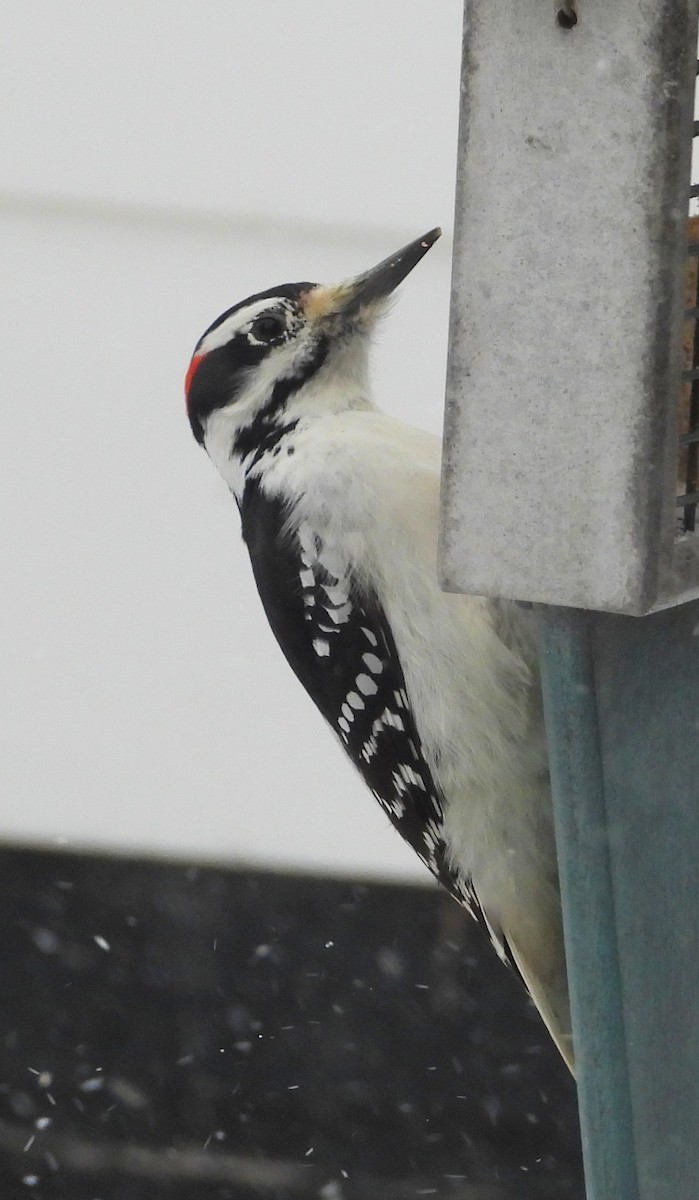 Hairy Woodpecker - ML646611512