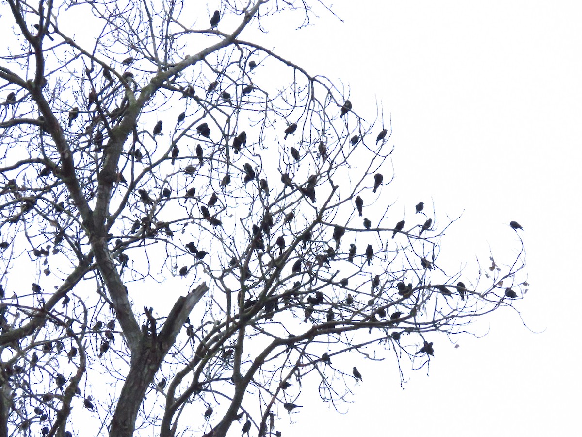 Red-winged Blackbird - ML646611516