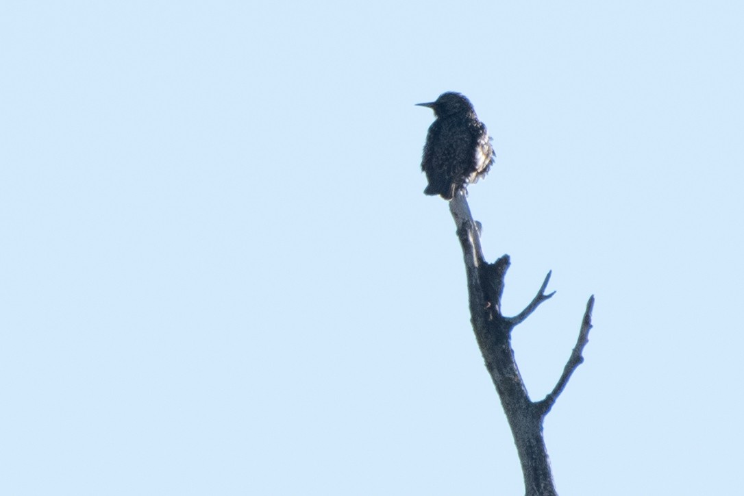 European Starling - ML646611517